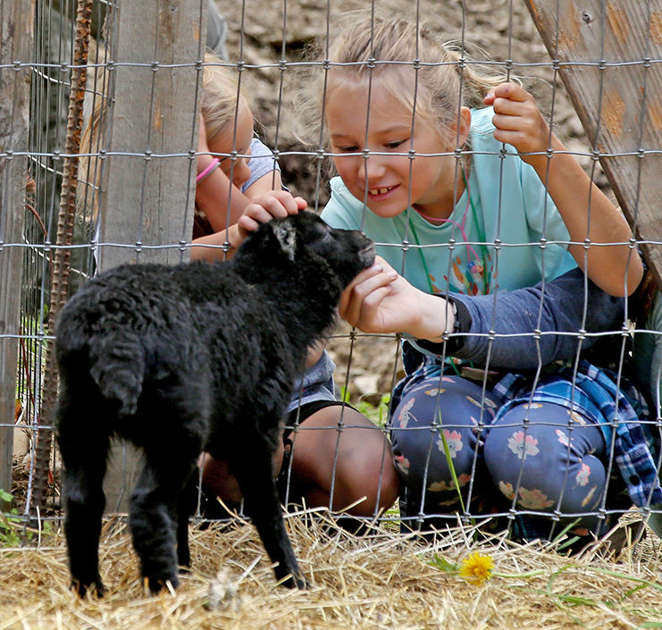Calypso Farm Camp